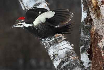 Pileated Exit