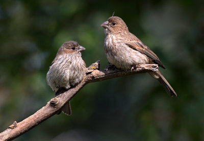 Finches