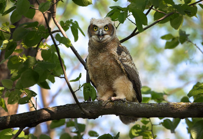   Great Horned Owls