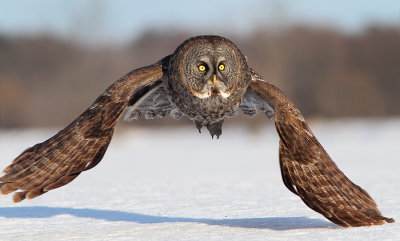 Great Grey Owls