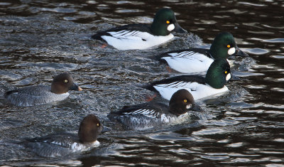 3 males 1 juvenile male and 2 females