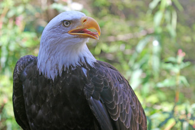 alaska_us