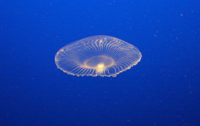 IMG_7102B.jpg