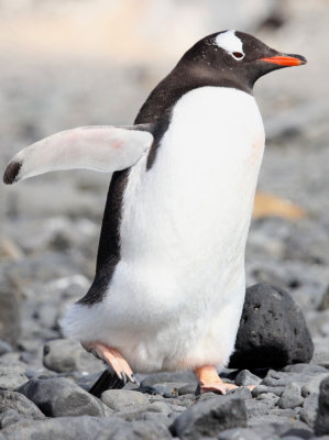 antarctica