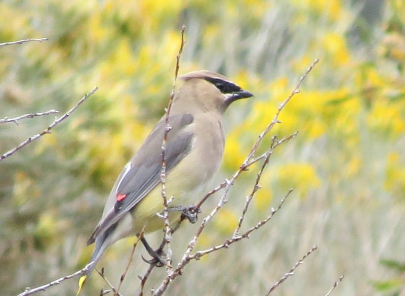Cedar Waxwing