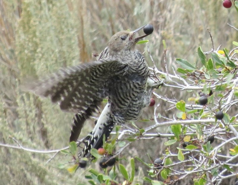 Williamsons Sapsucker