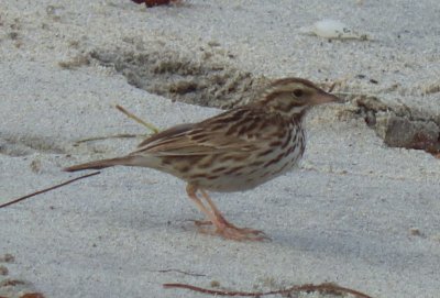 Belding's Savannah Sparrow