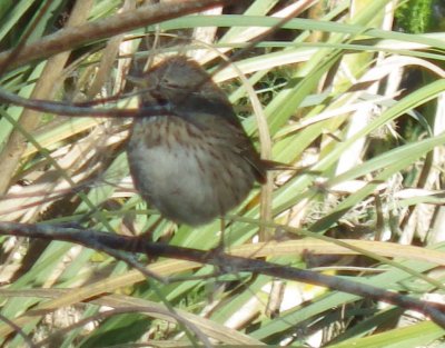 Lincoln's Sparrow