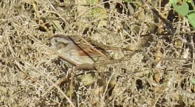 Swamp Sparrow