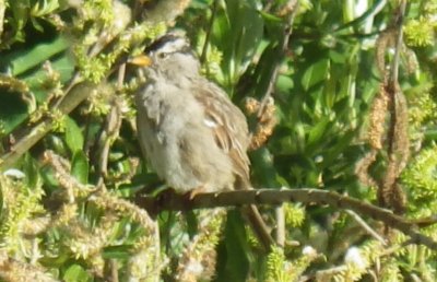 White-crowned Sparrow