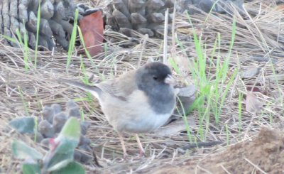 Dark-eyed Junco