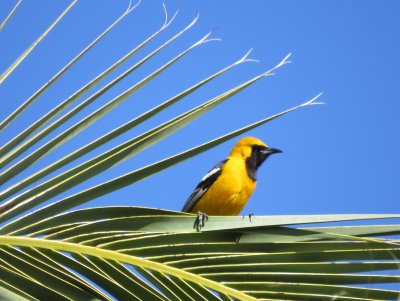 Orioles