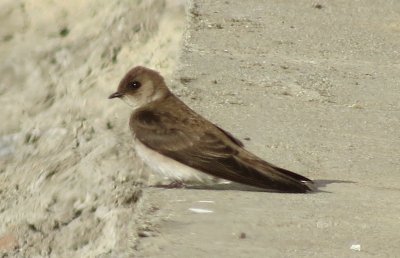 Northern Rough-winged Swallow