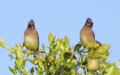 Other Songbirds