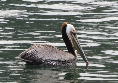 Brown Pelican
