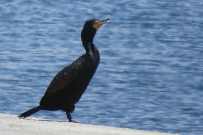 Double-crested Cormorant