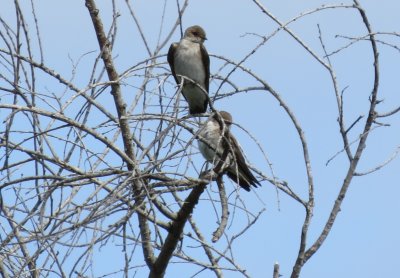 Rough Winged Swallows