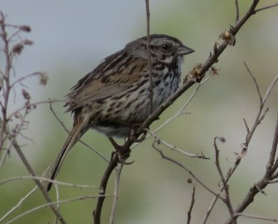Song Sparrow