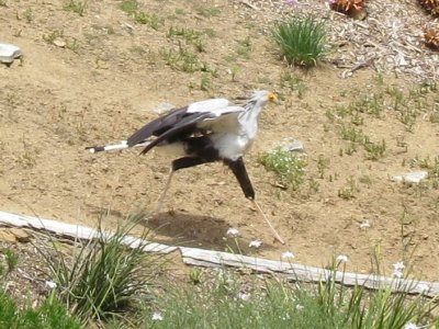 SecretaryBird