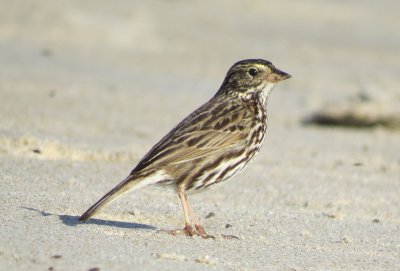 Savannah Sparrow
