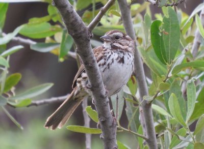 Song Sparrow
