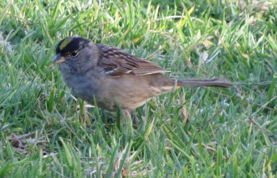 Golden-crowned Sparrow