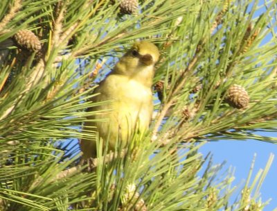 Western Tanager