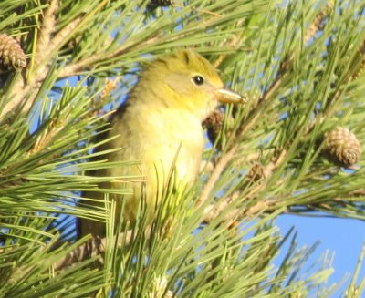 Western Tanager