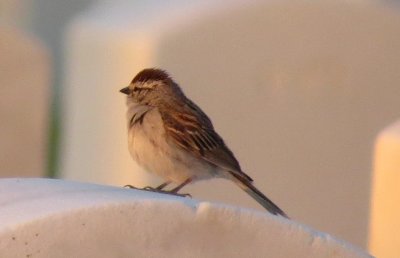 Chipping Sparrow