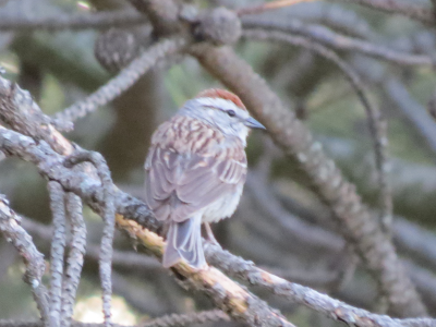 Chipping Sparrow