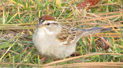 Chipping Sparrow