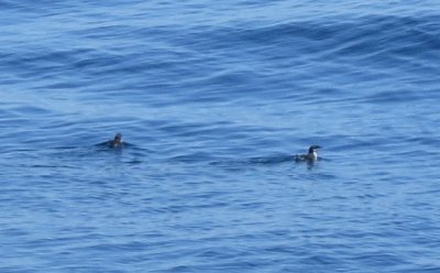 Scripp's Murrelet