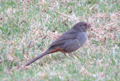 California Towhee