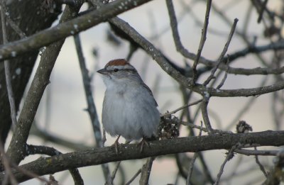 Chipping Sparrow
