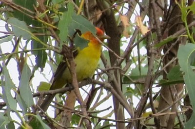 Western Tanager