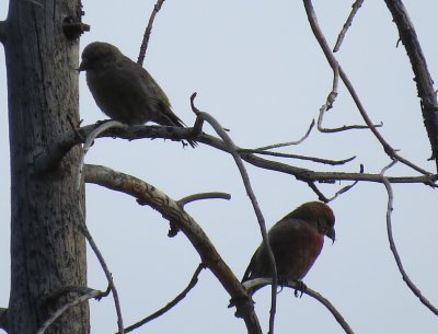Red Crossbill