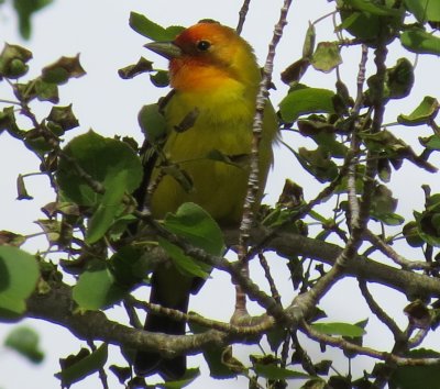 Western Tanager