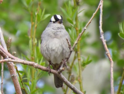 White-crowned Sparrow