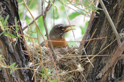 American Robin nesting
