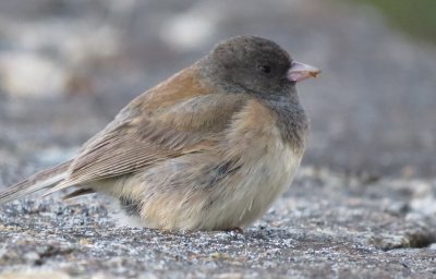 Dark-eyed Junco
