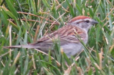 Chipping Sparrow