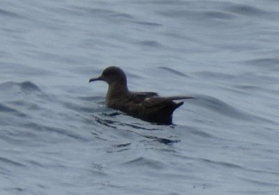Sooty Shearwater