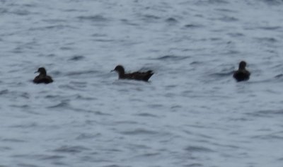 Sooty Shearwaters.jpg