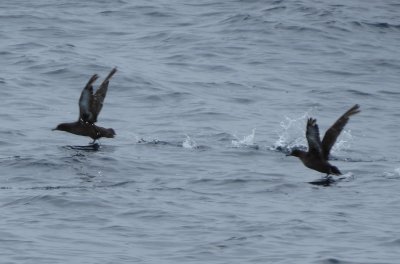 Sooty Shearwaters