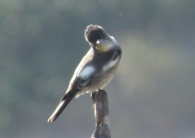 g9/81/660481/3/155827677.fdDEFOC5.jpg