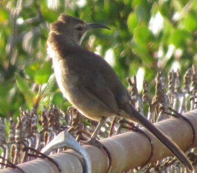 California Thrasher