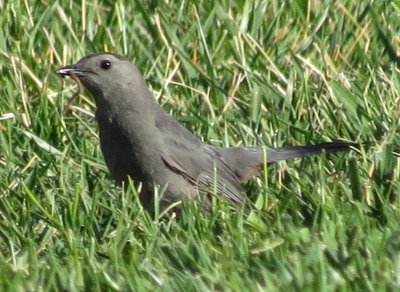 Gray Catbird