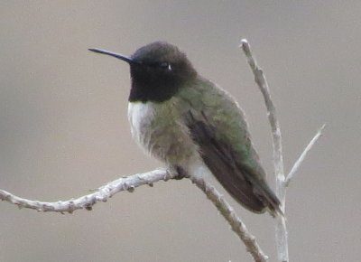 Hummingbirds