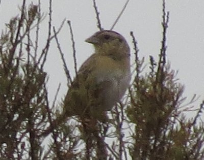 Grasshopper Sparrow