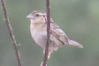 Grasshopper Sparrow